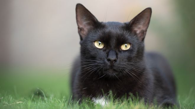 Black Cat Dream Meaning and Interpretation - DreamInterpedia